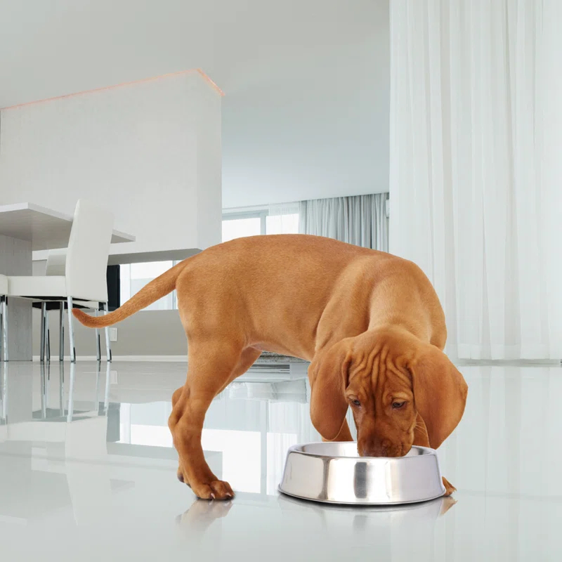 Iconic Pet Anti Ant Non-Skid Pet Bowl (2 Bowls) (Set of 2)