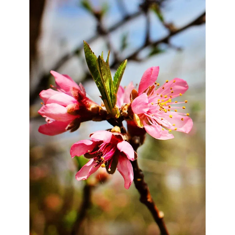 American Plant Exchange Fruit Trees Belle of Georgia Peach Outdoor Landscape Tree, Live Large 5-Gallon Pot