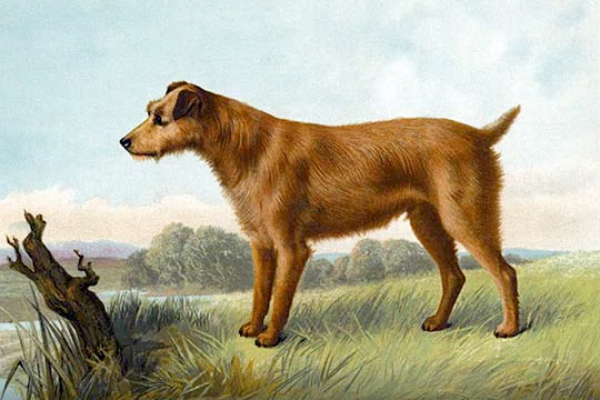 Buyenlarge " Irish Terrier " by Vero Shaw