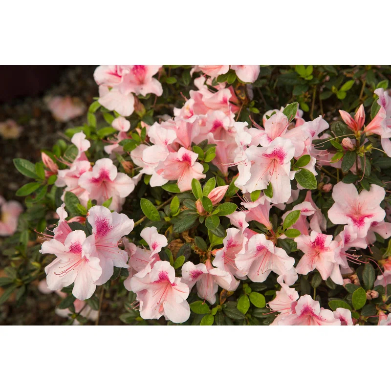 Encore Azalea 1 Gallon Autum Chiffon Encore Azalea Live Low Maintenance Plant