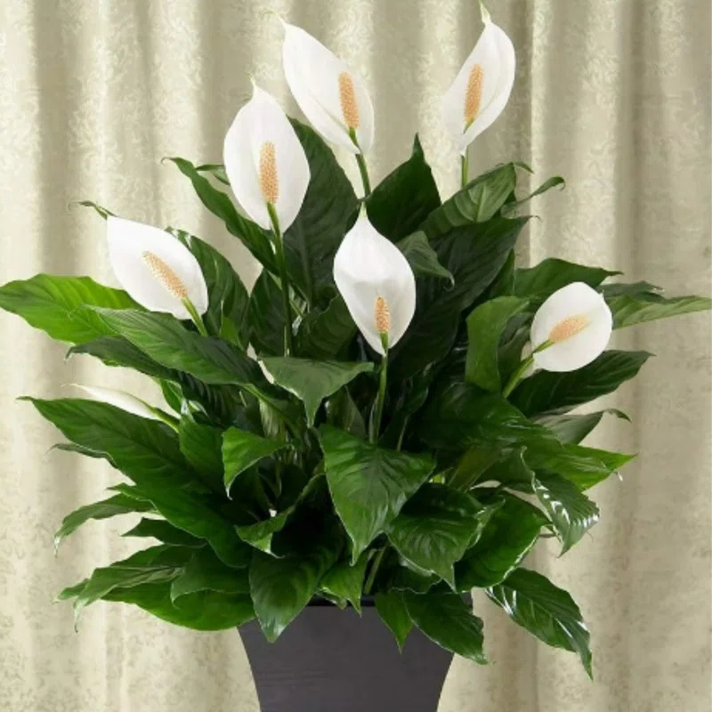 American Plant Exchange Spathiphyllum Peace Lily, Live Flowering Plant, 6-Inch Pot, Low-Light, Easy Care, Air-Purifying Houseplant