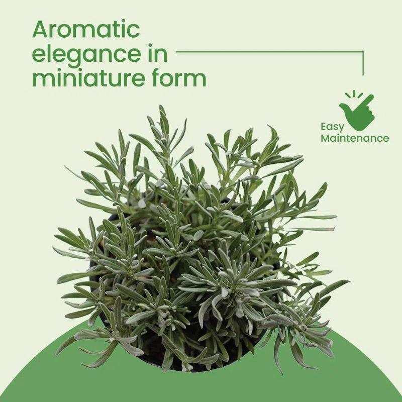 American Plant Exchange American Plant Exchange Rosemary Tuscan Blue, 6-Inch Pot , Live Fragrant Houseplant, Aeromatic Cooking Spice for Home and Garden