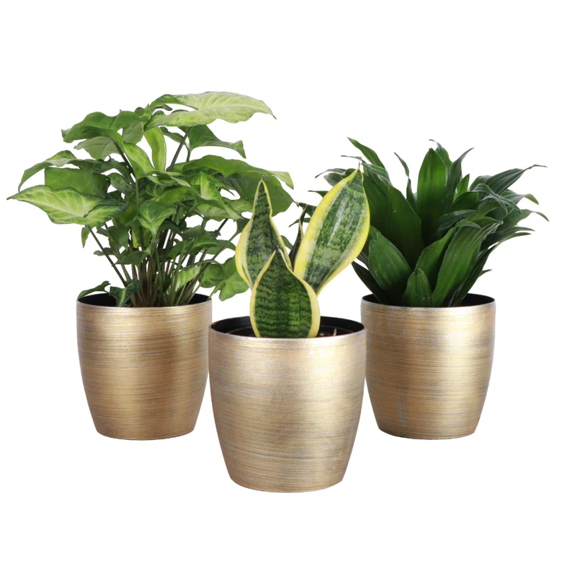 Thorsen's Greenhouse Live Low Light Houseplant Set of 3