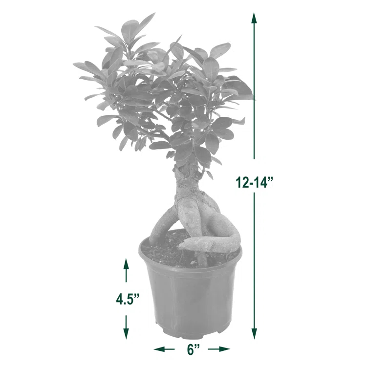 Primrue 13'' Ficus Plant
