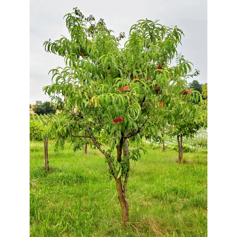 American Plant Exchange Fruit Trees Belle of Georgia Peach Outdoor Landscape Tree, Live Large 5-Gallon Pot