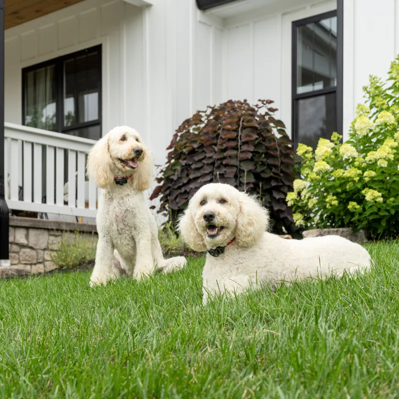 PetSafe® Wireless Fence Pet Containment System