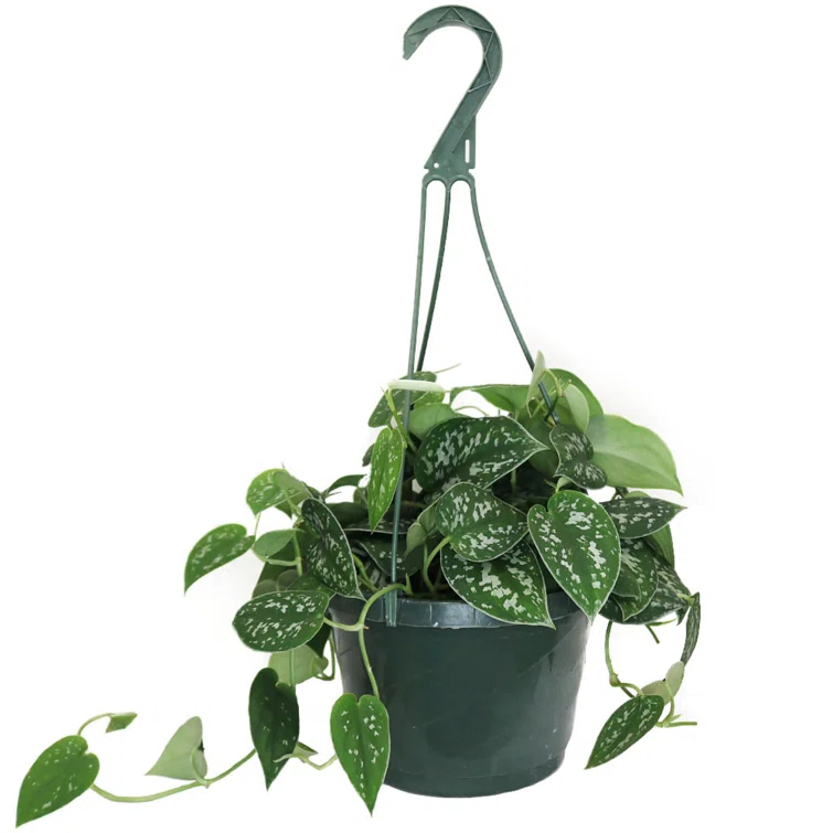 American Plant Exchange American Plant Exchange Silver Satin Pothos Hanging Basket, 8-Inch Pot, Exotic Live Plant, Vining Houseplant Perfect to Hang on Any Hook!