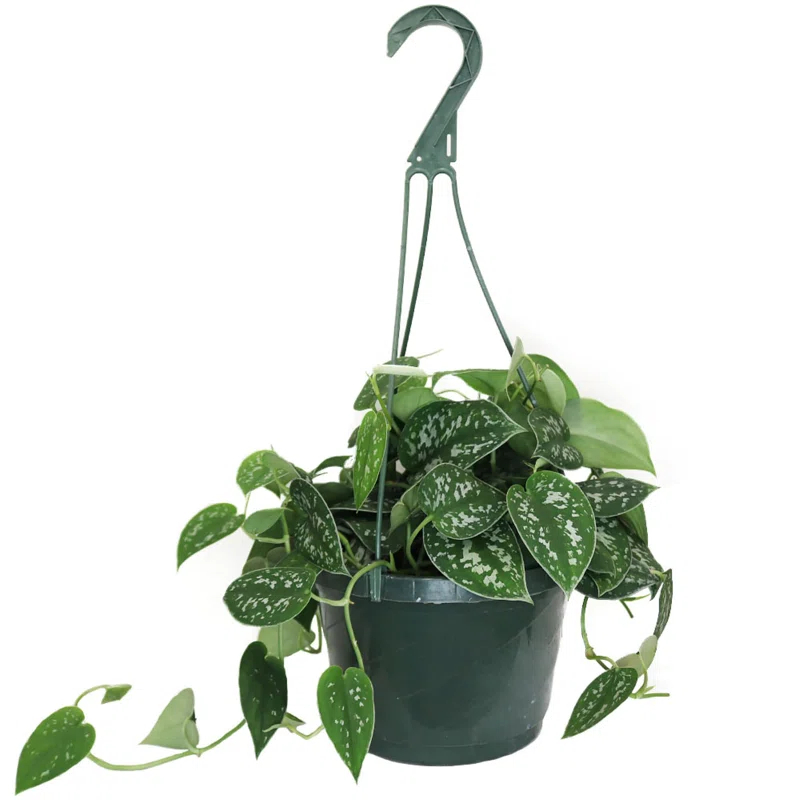 American Plant Exchange American Plant Exchange Silver Satin Pothos Hanging Basket, 8-Inch Pot, Exotic Live Plant, Vining Houseplant Perfect to Hang on Any Hook!