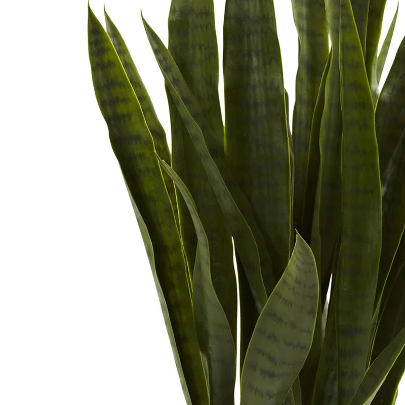 Primrue Sansevieria with Black Planter