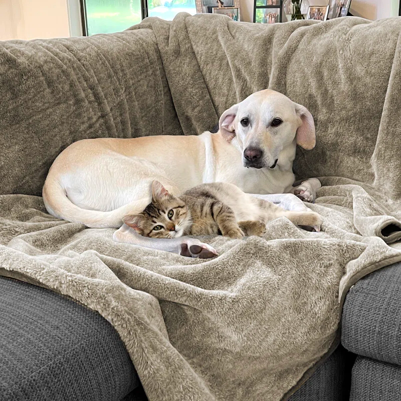 Cozy Waterproof Pet Throw