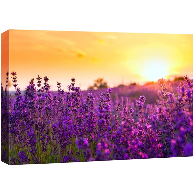 IDEA4WALL Flower Blossom " Lavender Flower Field At Sunset Floral Plants Photography Modern Art Rustic "