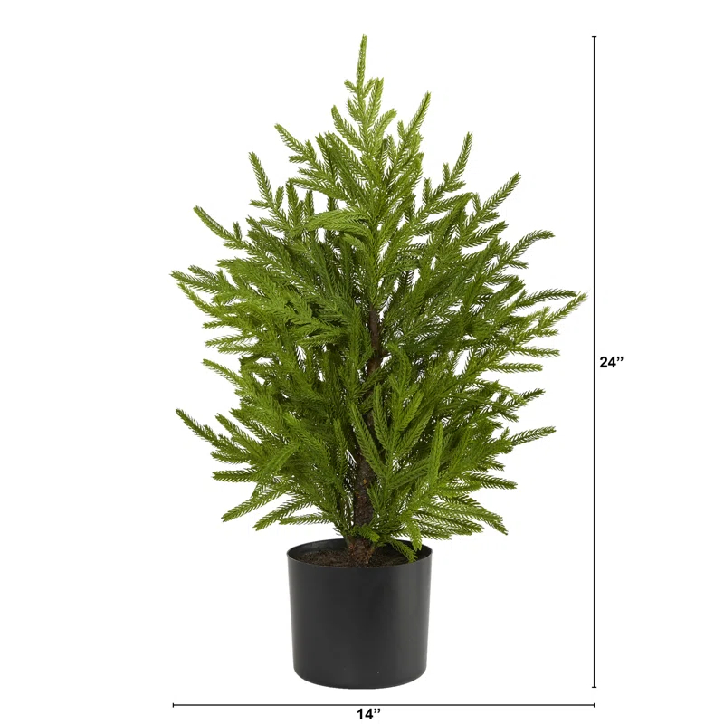 Primrue 2ft. Norfolk Island Pine Look Artificial Tree in Decorative Planter