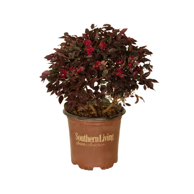 Southern Living Plant Collection 2.5 Qt. Purple Daydream Dwarf Loropetalum - Flowering Evergreen Shrub with Purple Foliage