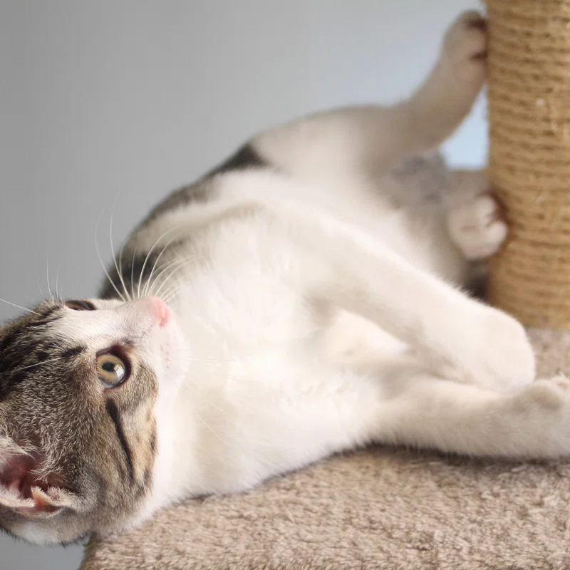 PetMaker 6 Foot Cat Tree with Scratch Posts in Ivory