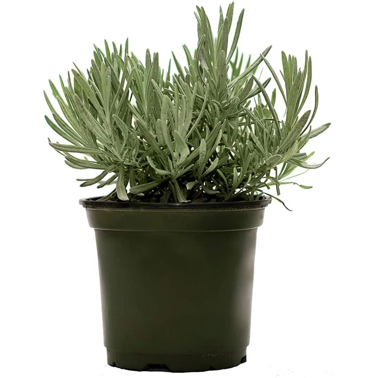 American Plant Exchange American Plant Exchange English Lavender, Live Aeromatic Plant, 6-Inch Pot, Flowering Houseplant Perfect for Windowsills