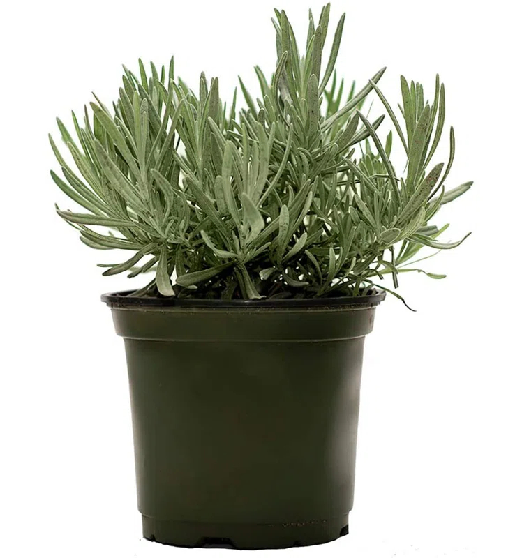 American Plant Exchange American Plant Exchange English Lavender, Live Aeromatic Plant, 6-Inch Pot, Flowering Houseplant Perfect for Windowsills