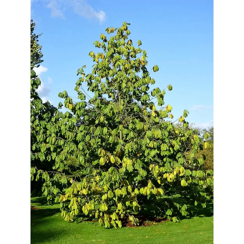 American Plant Exchange Fruit Trees Paw Paw Tree, Live Outdoor Landscape Plant, 1-Gallon Pot