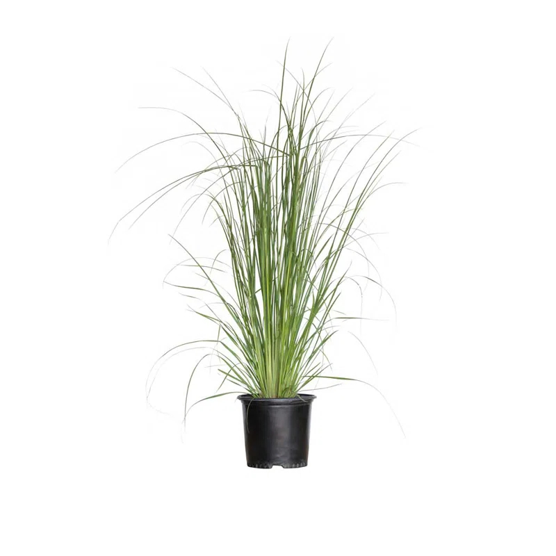 Plants by Mail 2.5 Quart Pampas Grass Live Plant