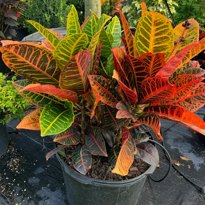 OnlinePlantCenter Live Foliage Plant in Pot