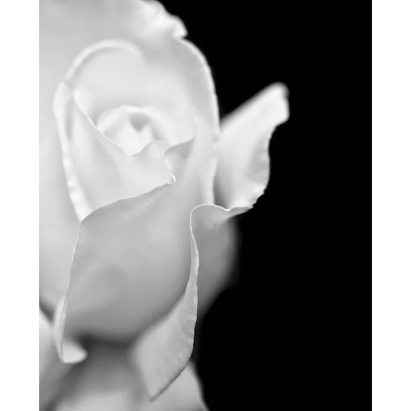 Mercer41 Schell, Jennie Marie Gallery Wrapped Canvas Art Titled Rose Flower Macro Black and White 2