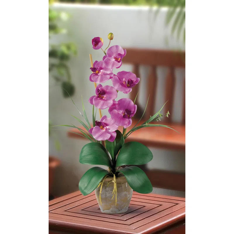 Primrue Orchid Arrangement in Pot