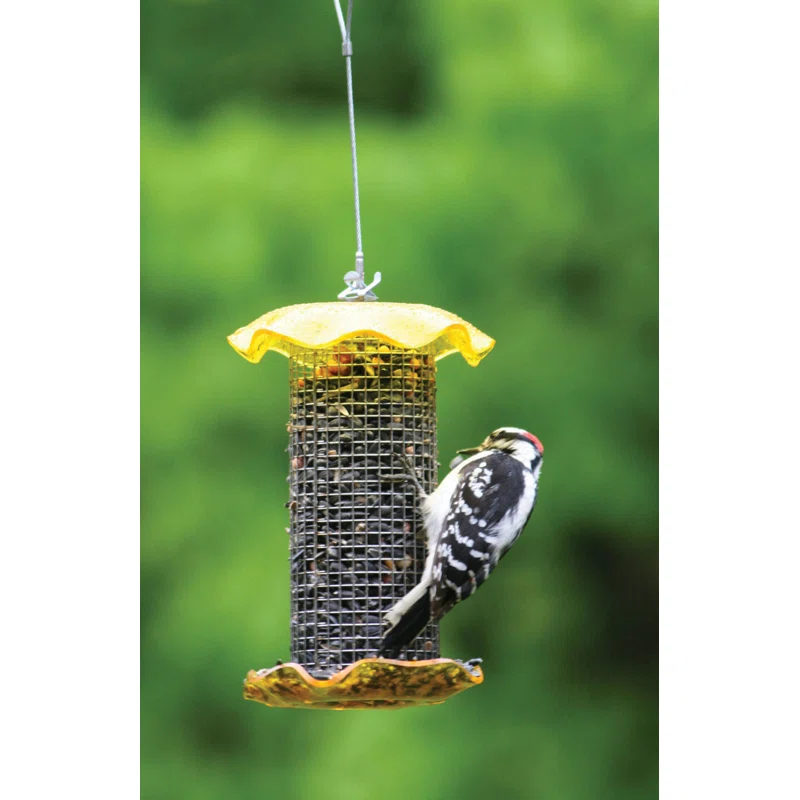 Birds Choice Small Sunflower Seed Forever Feeder with Stainless Steel Screen