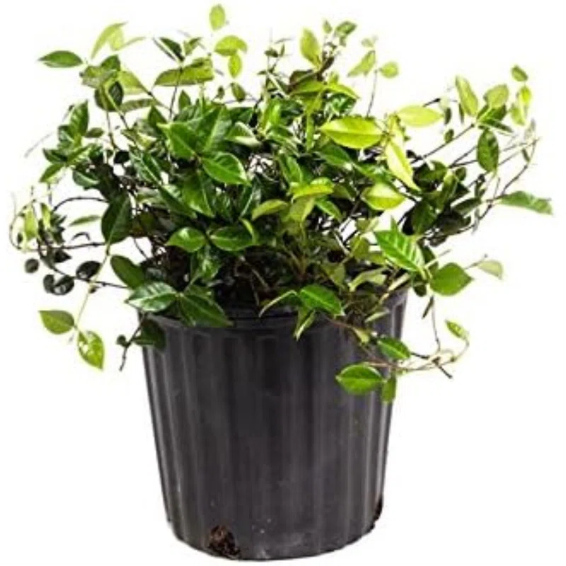 American Plant Exchange Live Flowering Minima Jasmine Plant, 6-Inch Pot