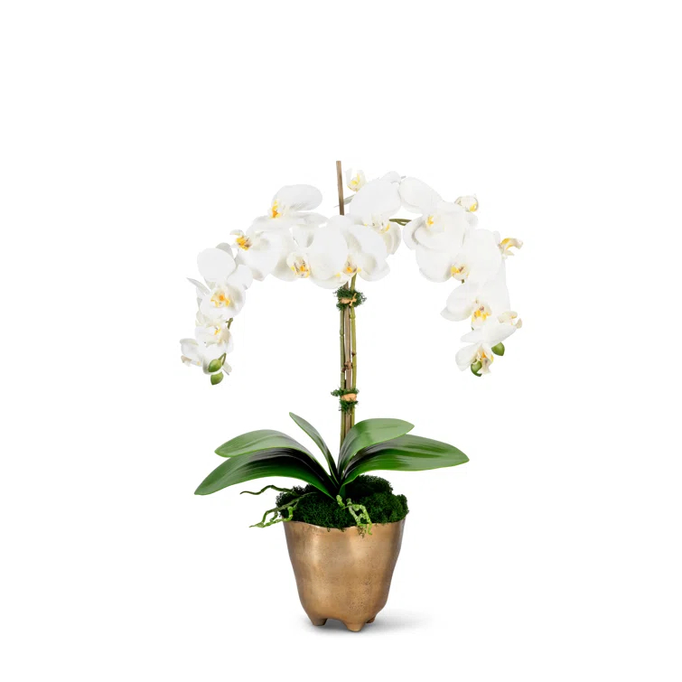 CocoBella Orchid Polyethylene (PE) Orchid Arrangement in Vase