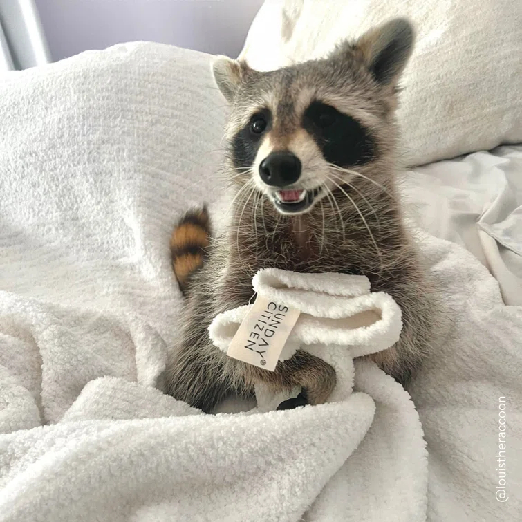 Sunday Citizen Snug Throw Blanket