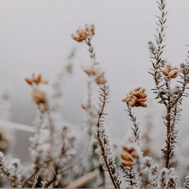 Four Hands Art Studio Annie Spratt " In The Details II " by Annie Spratt