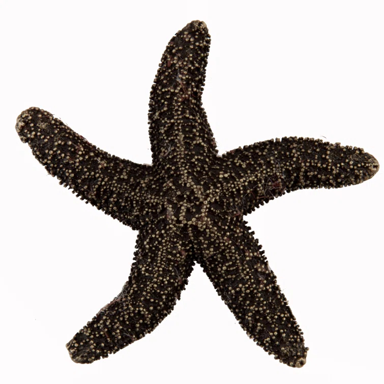 Natural Starfish Cabinet Knob