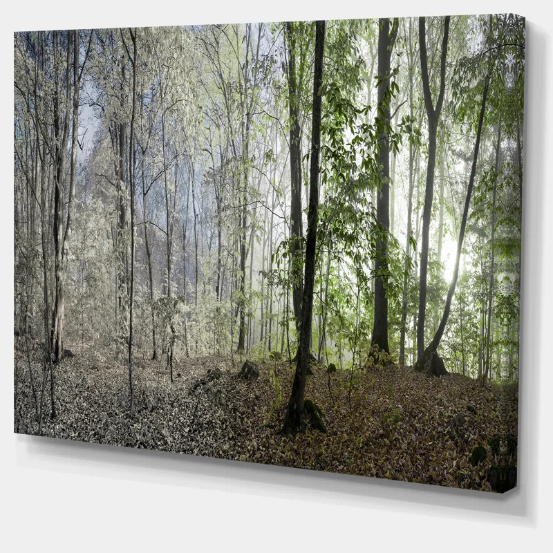 " Green Morning In Forest Panorama "