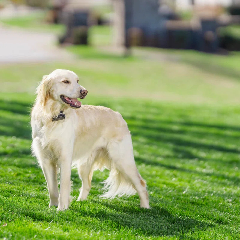PetSafe® PetSafe® Stubborn Dog In-Ground Fence