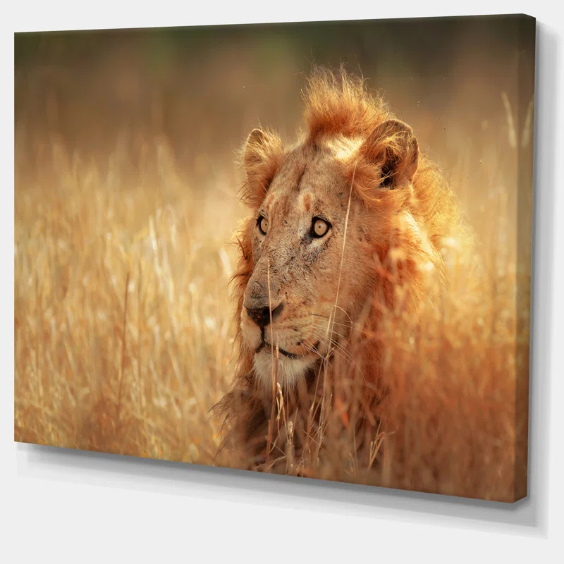 Design Art " Relaxing Lion In Grassland "