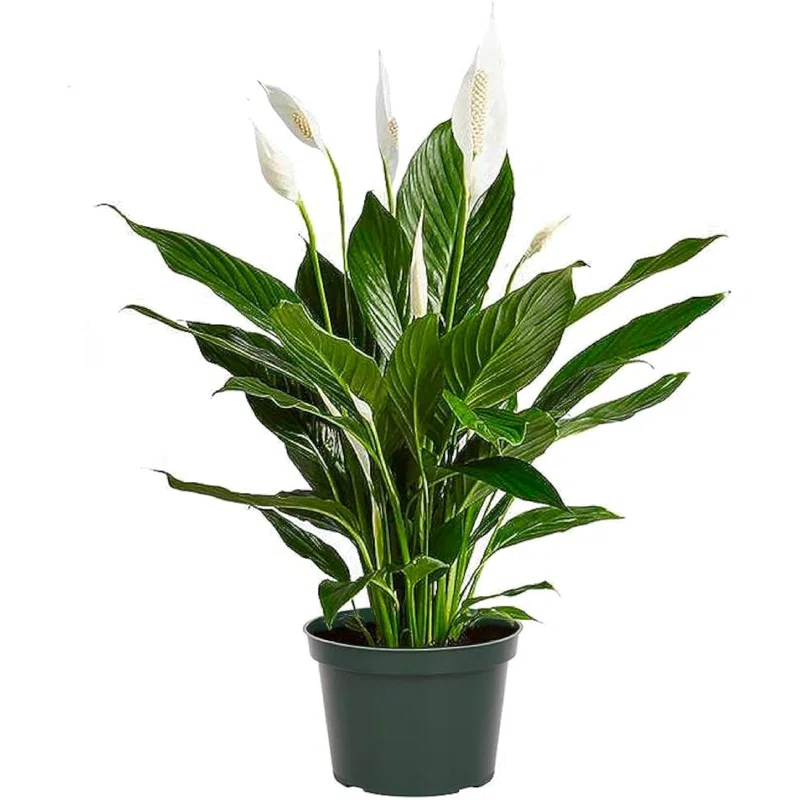 American Plant Exchange Spathiphyllum Peace Lily, Live Flowering Plant, 6-Inch Pot, Low-Light, Easy Care, Air-Purifying Houseplant