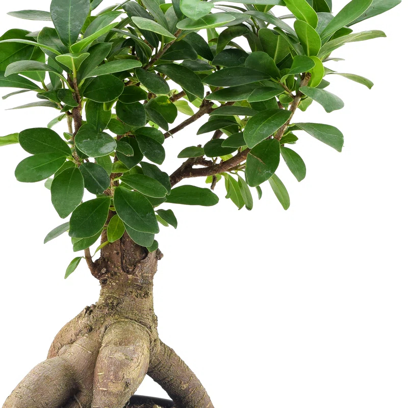 Primrue 13'' Ficus Plant