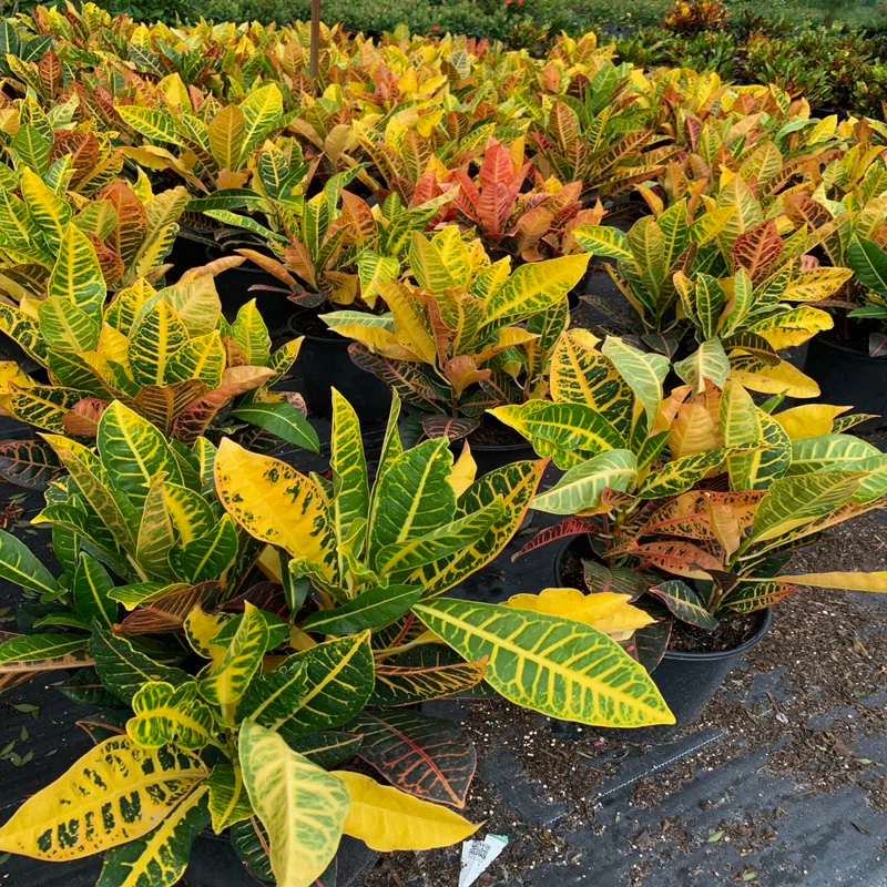 OnlinePlantCenter Live Foliage Plant in Pot