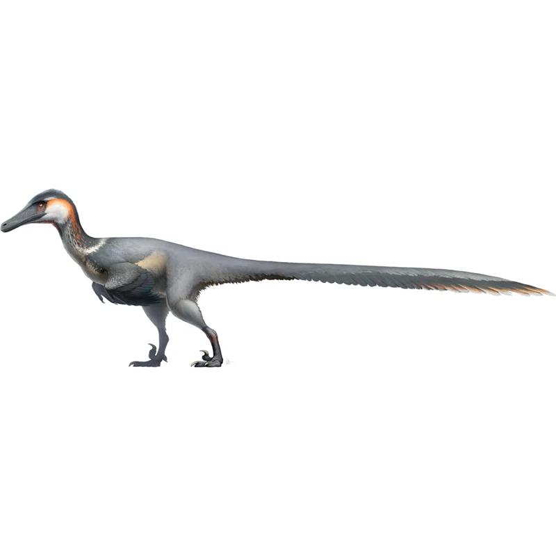 Austroraptor Realistic Bird-like Velociraptor Cardboard Standup