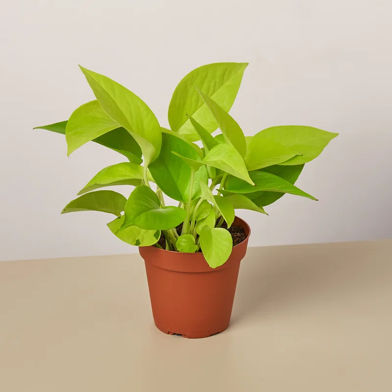 House Plant Shop House Plant Shop Live Foliage Plant