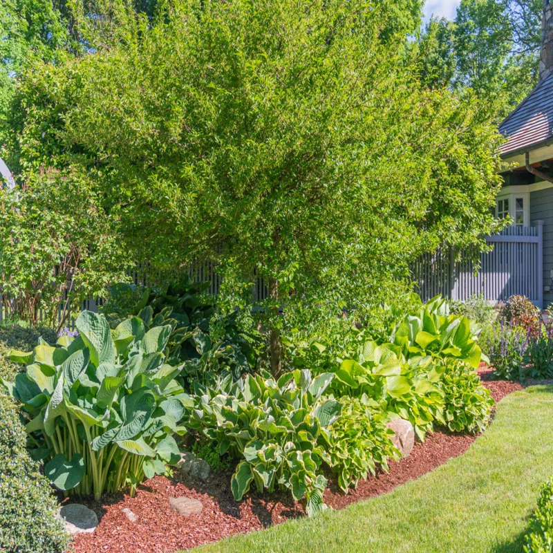 Touch of ECO Live Giant Green Hosta Mixed Plants - 3 Bare Roots - Hardy and Shade Tolerant Plants (Set of 3)
