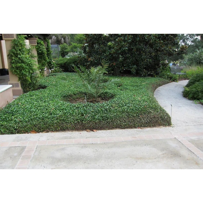 American Plant Exchange Live Flowering Minima Jasmine Plant, 6-Inch Pot
