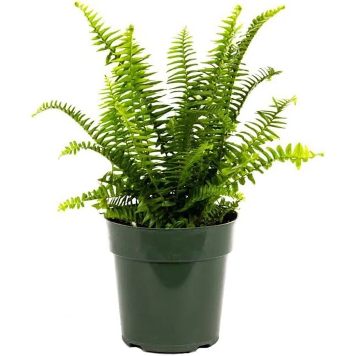American Plant Exchange American Plant Exchange Kimberly Queen Fern, Live Plant, 6-Inch Pot, Easy-to-Grow Houseplant, Upright, Sword Like Fronds