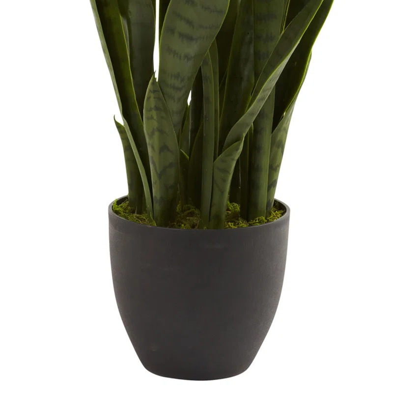 Primrue Sansevieria with Black Planter