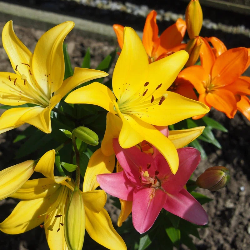 Touch of ECO Lilium Oohs and Aahs - Colorful Mix of Yellow, Red, Pink, Orange Lily Flowers - 10 Bulbs - Attracts Butterflies, Bees & Hummingbirds