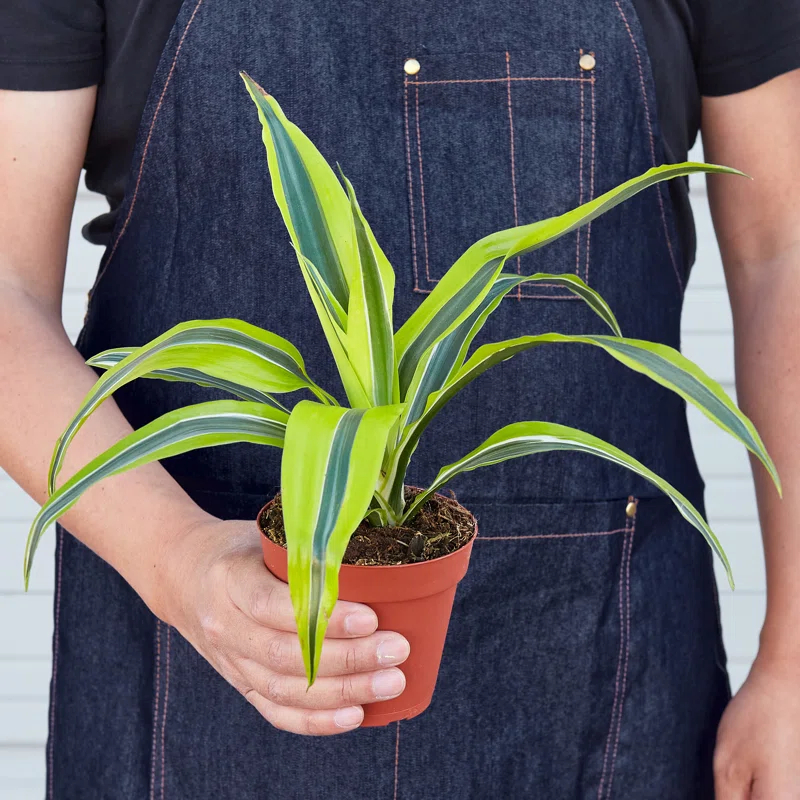 House Plant Shop House Plant Shop Live Dracaena Plant