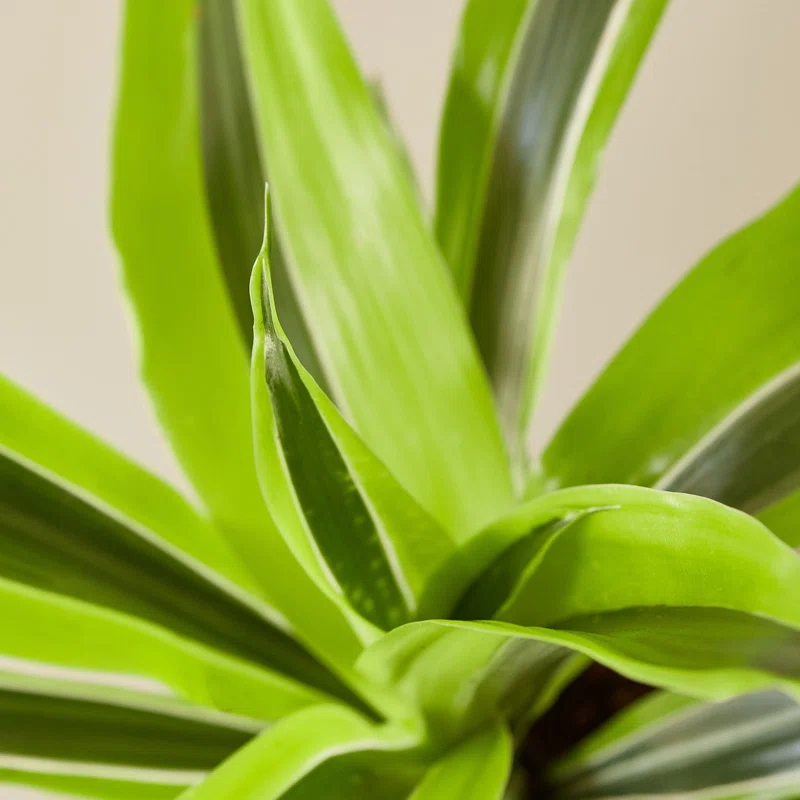 House Plant Shop House Plant Shop Live Dracaena Plant
