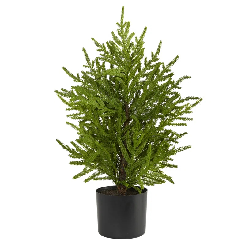 Primrue 2ft. Norfolk Island Pine Look Artificial Tree in Decorative Planter