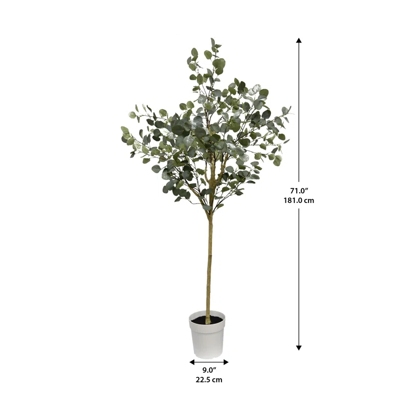 Algreen Eucalyptus Tree