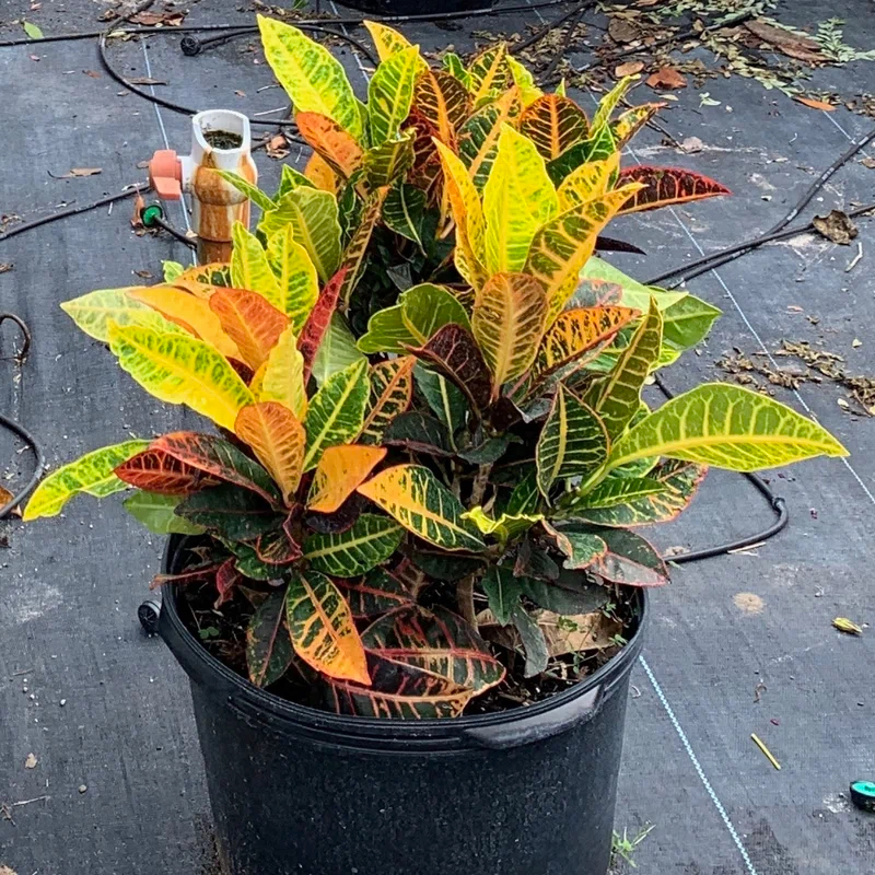 OnlinePlantCenter Live Foliage Plant in Pot