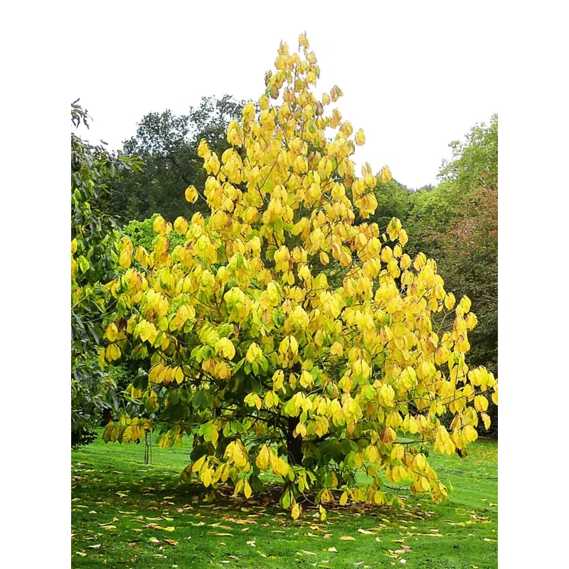 American Plant Exchange Fruit Trees Paw Paw Tree, Live Outdoor Landscape Plant, 1-Gallon Pot